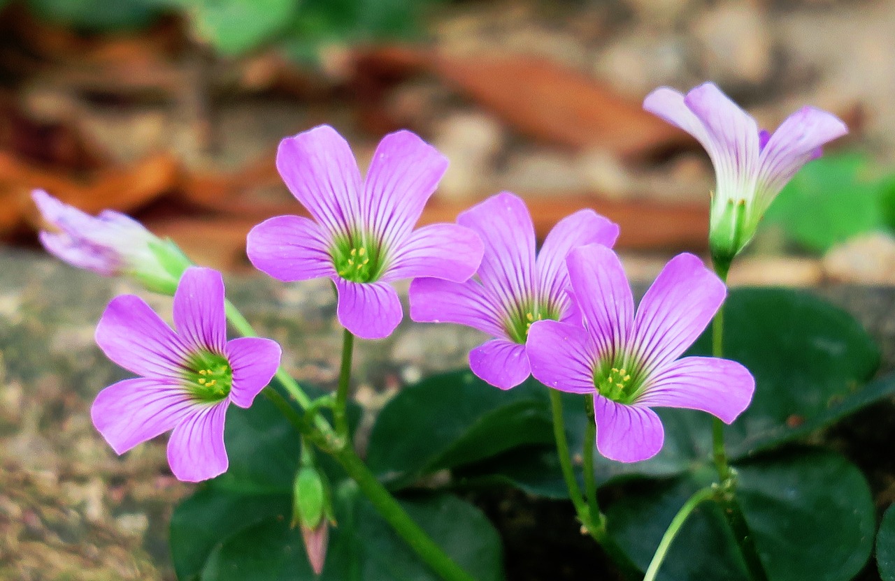 nature outdoor flower free photo