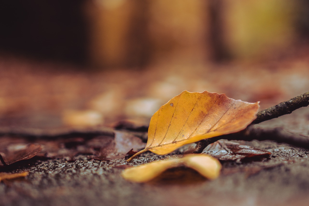 nature leaf wood free photo