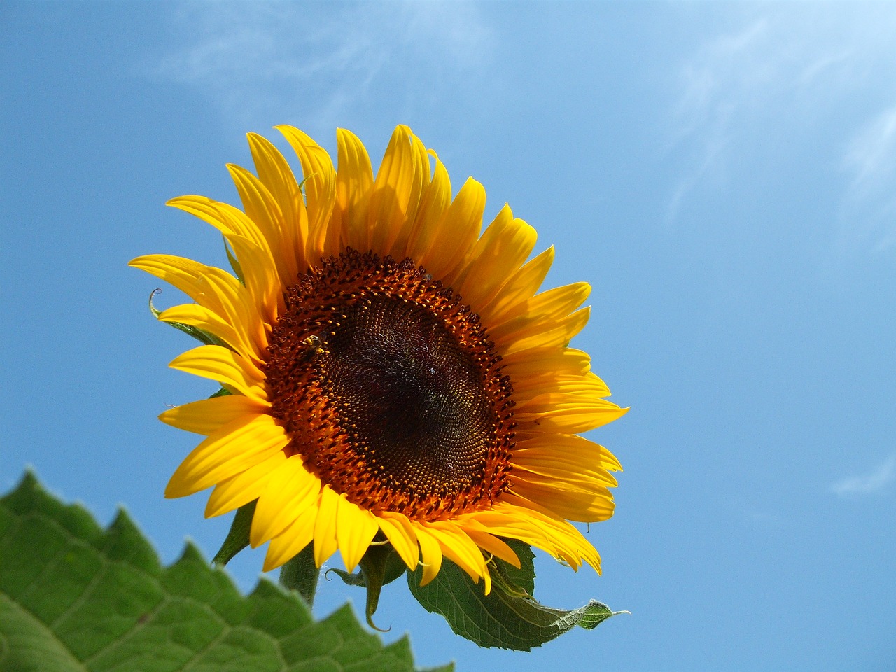 nature plant summer free photo