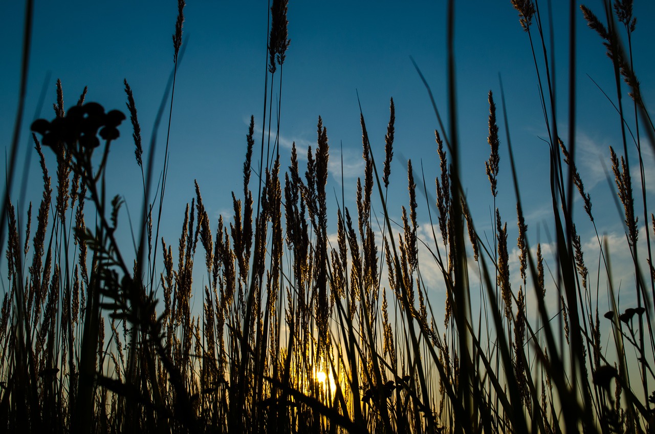 nature outdoors reed free photo