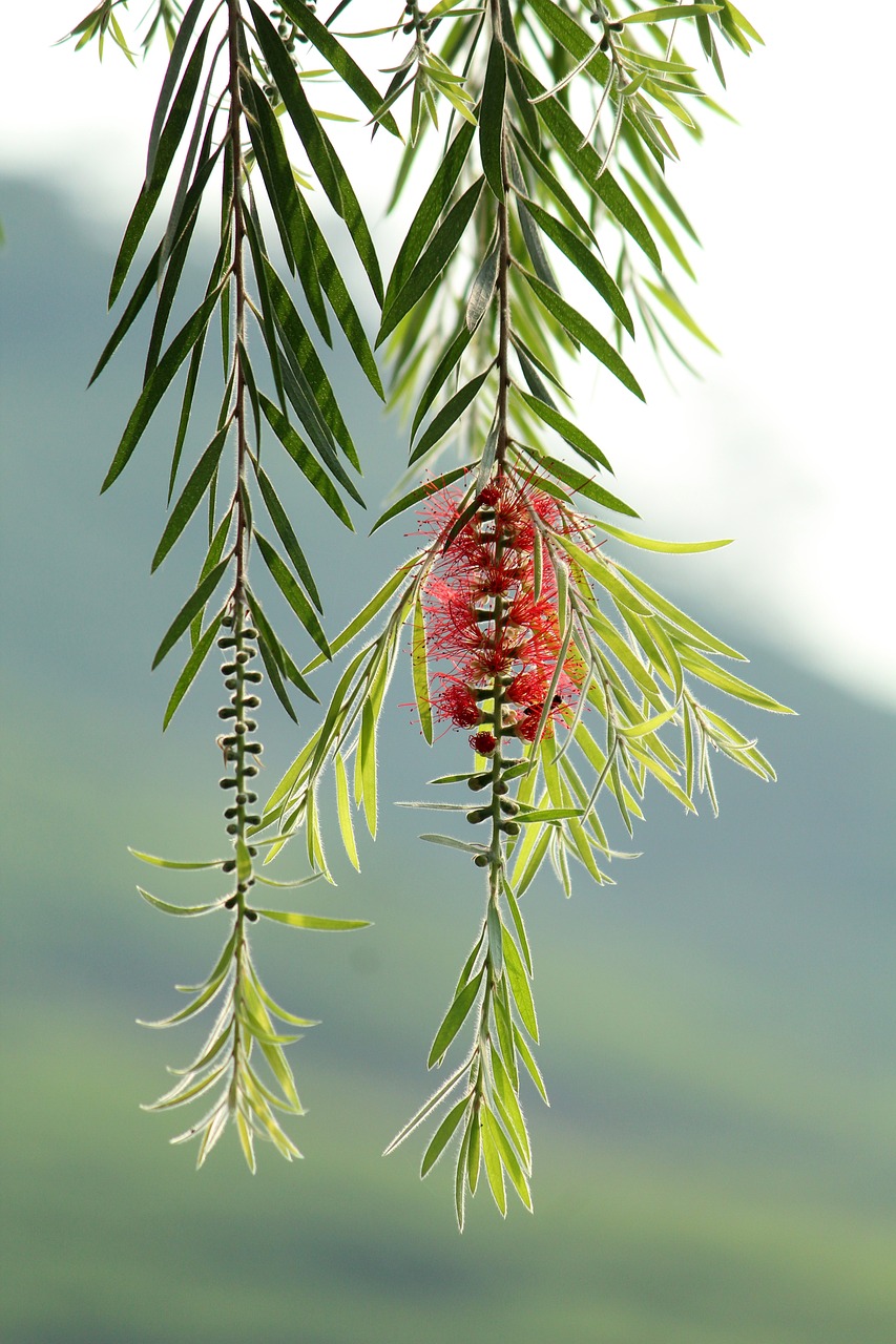 nature tree flora free photo