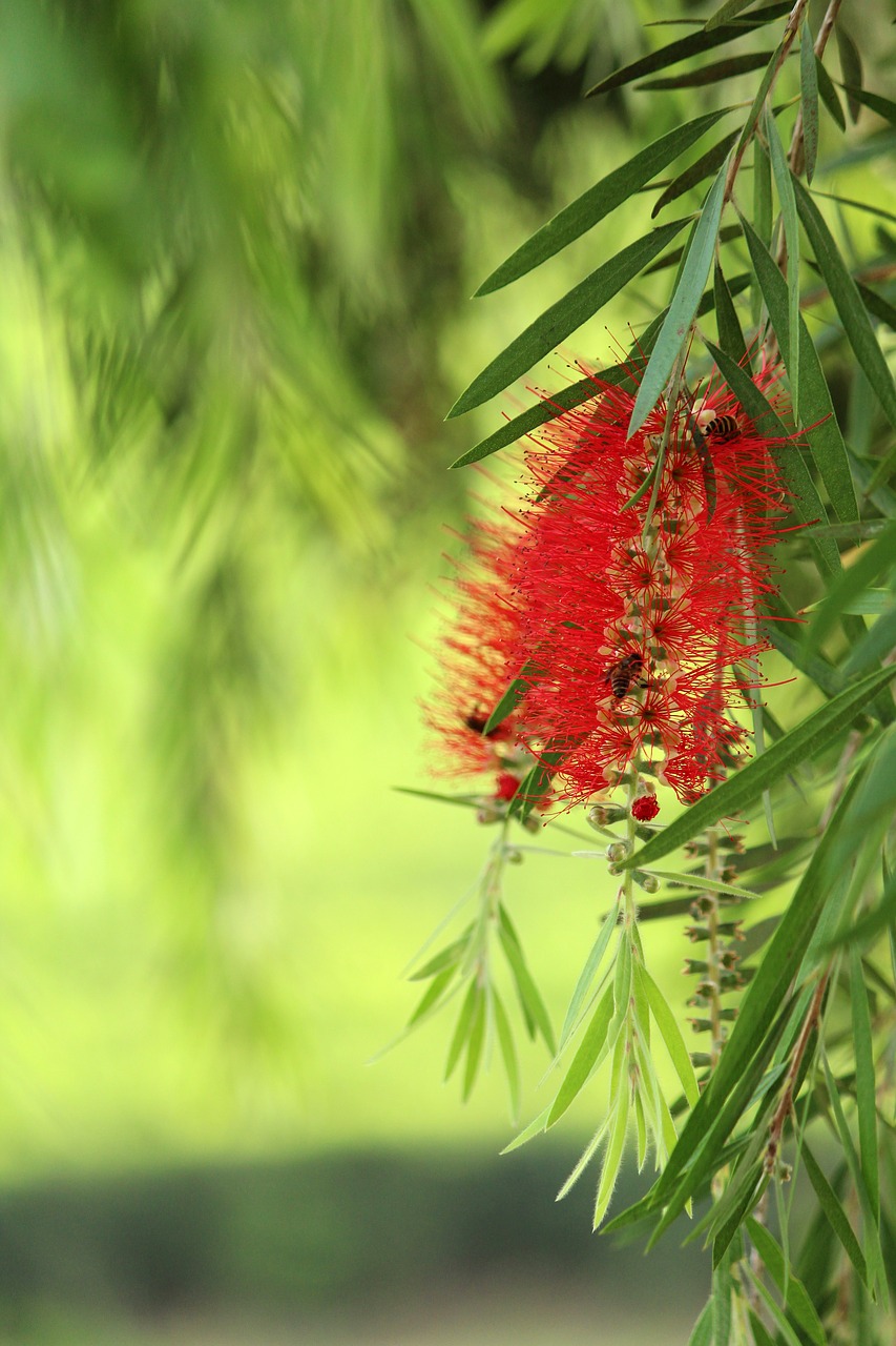 nature tree flora free photo