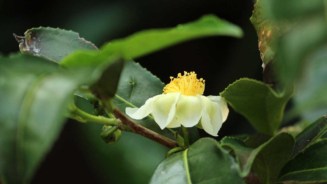 nature leaf flower free photo