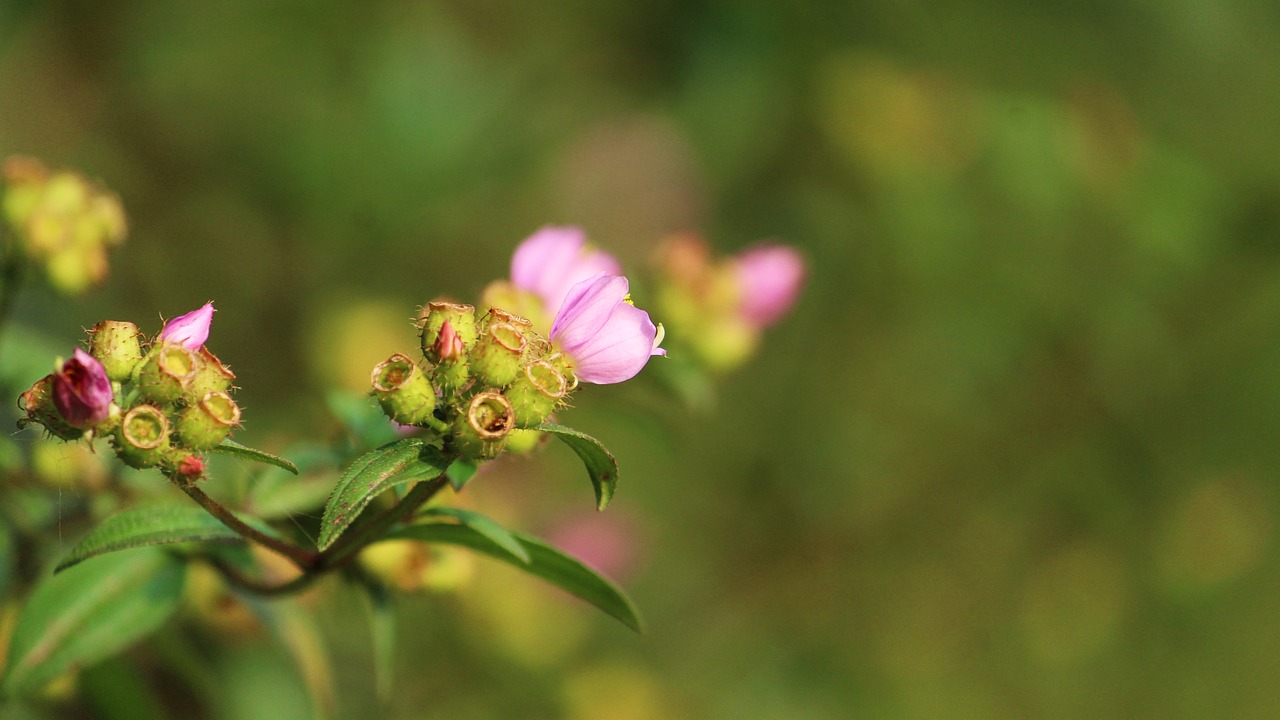 nature flower summer free photo