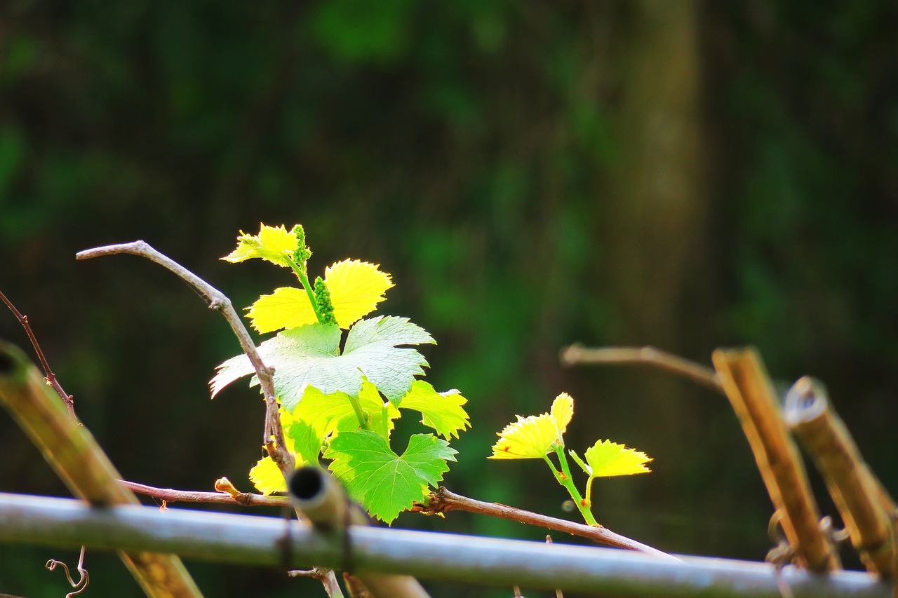 nature leaf plant free photo