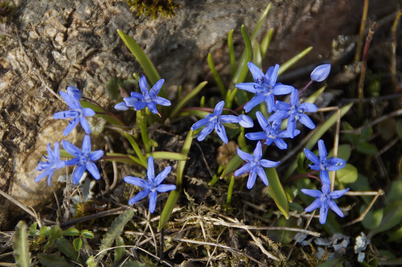 nature plant flower free photo