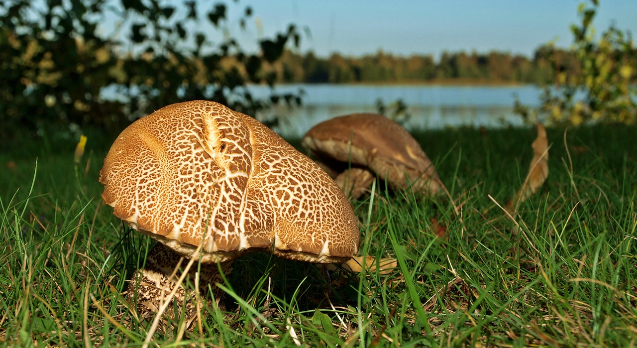 nature grass mushroom free photo