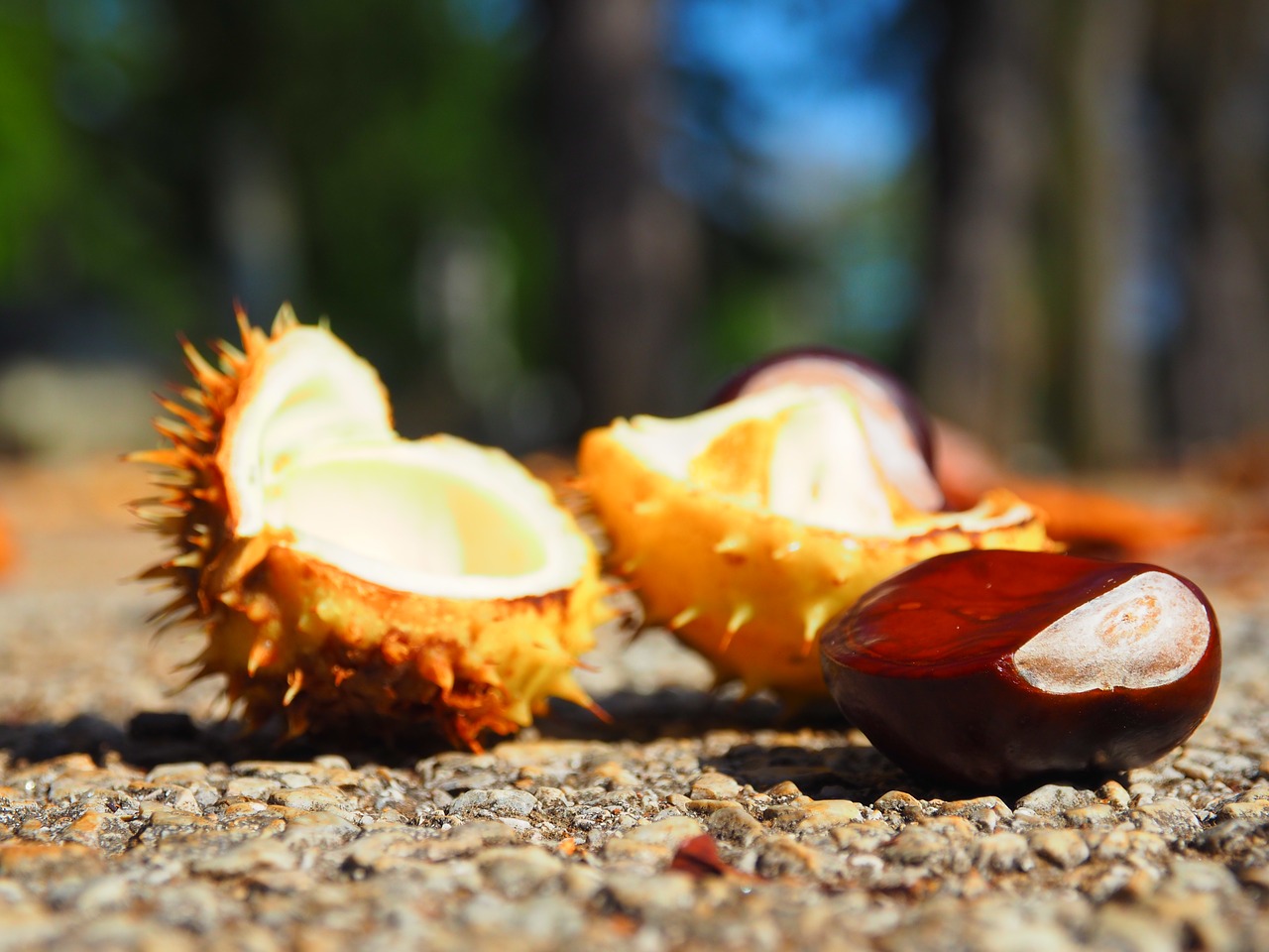 nature autumn food free photo