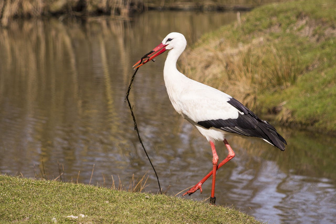 nature animal world bird free photo