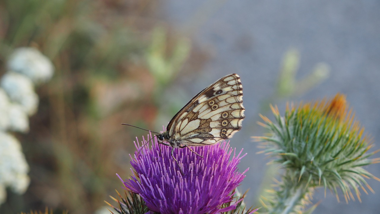 nature insect outdoor free photo