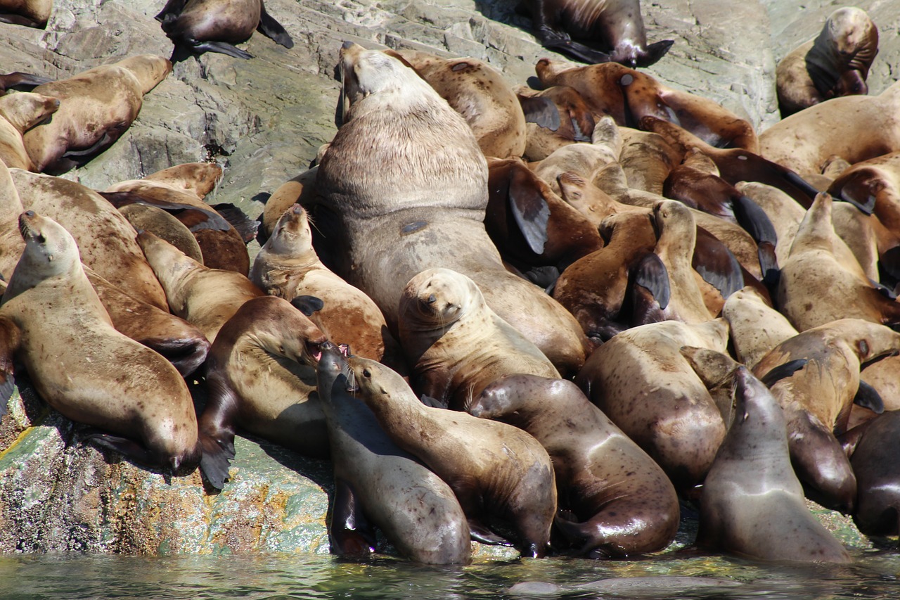 nature wildlife sea seal free photo