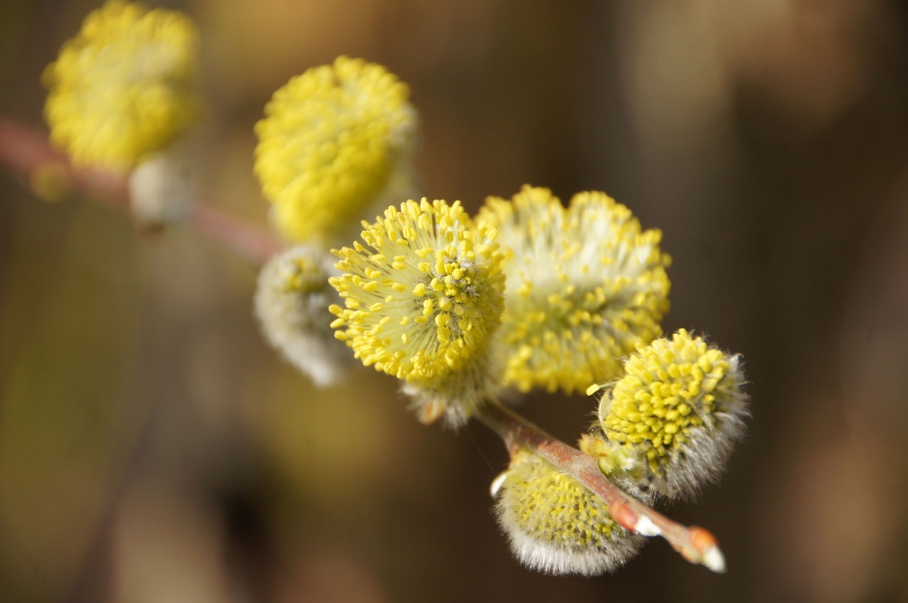 nature flower plant free photo