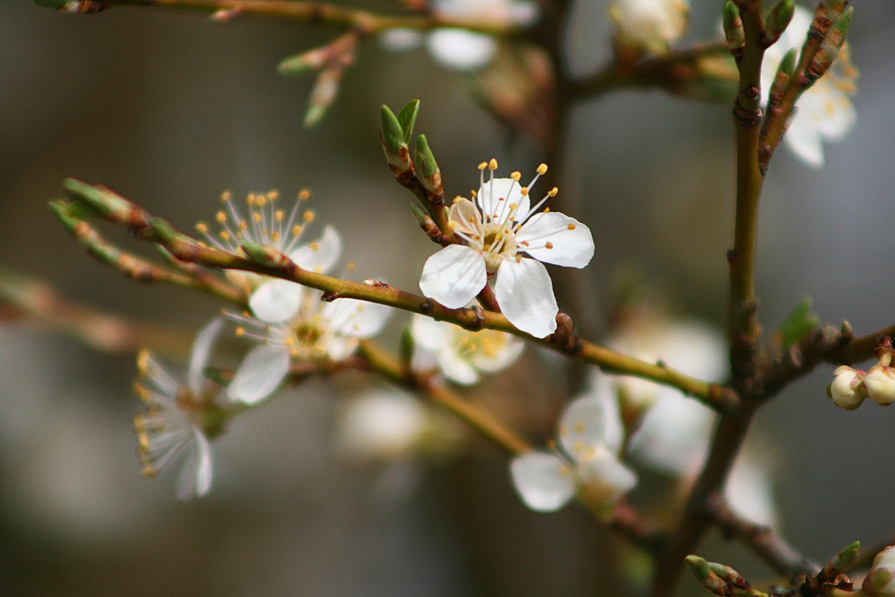 nature flower tree free photo