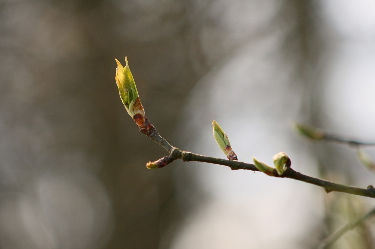 nature leaf tree free photo