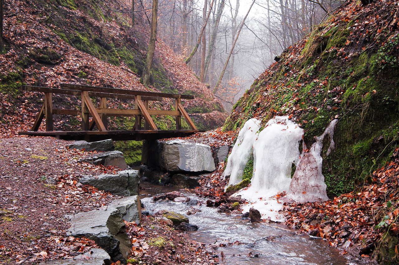 nature waters wood free photo