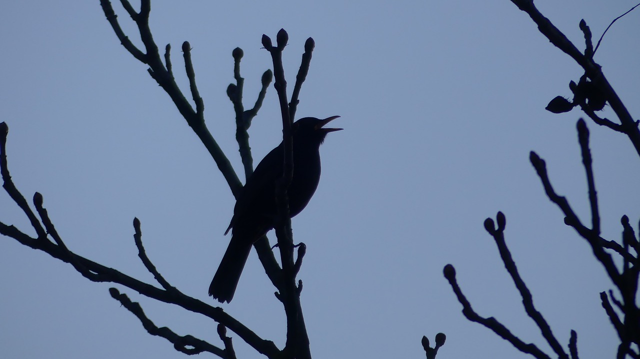 nature bird wild world free photo