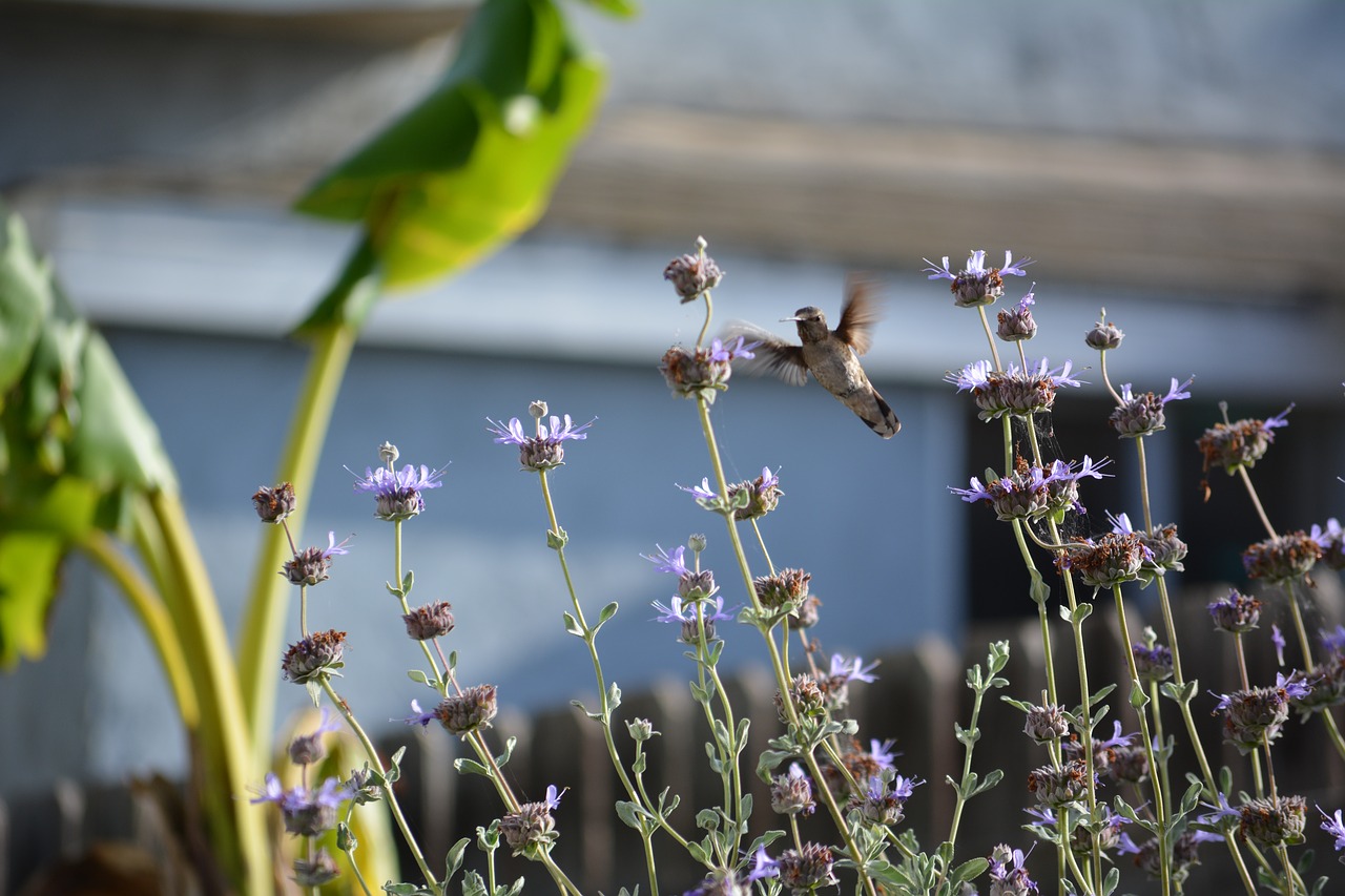 nature flower flora free photo