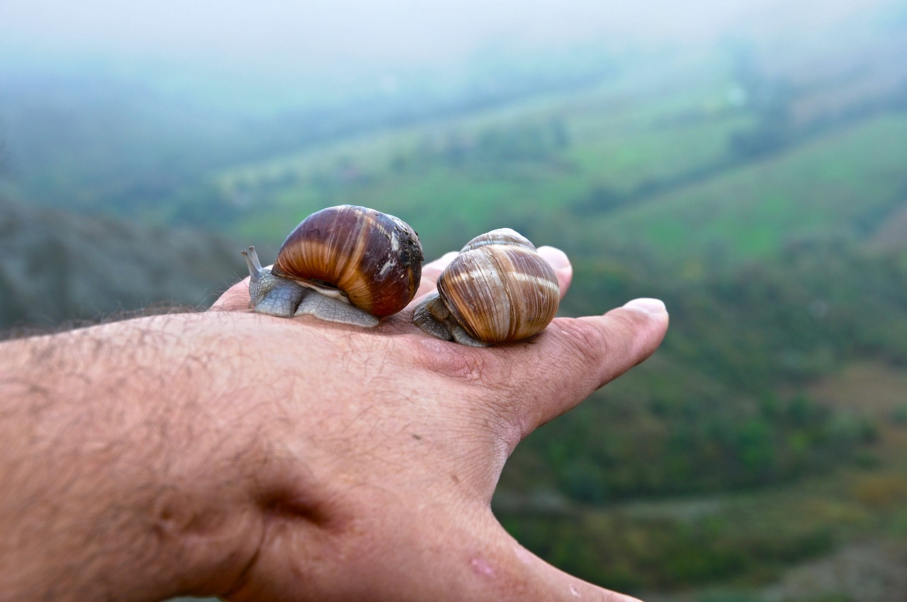 nature snail outdoors free photo