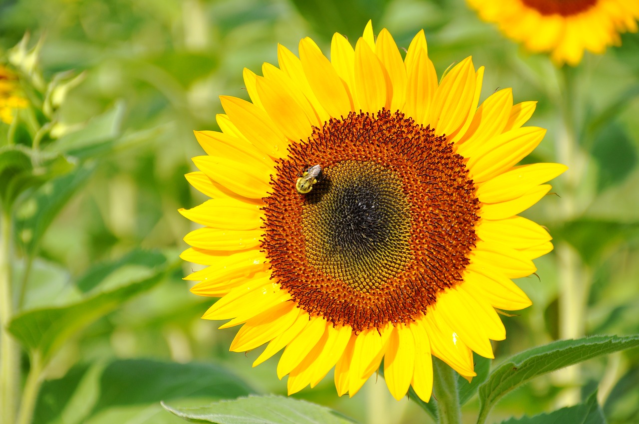 nature sunflower summer free photo