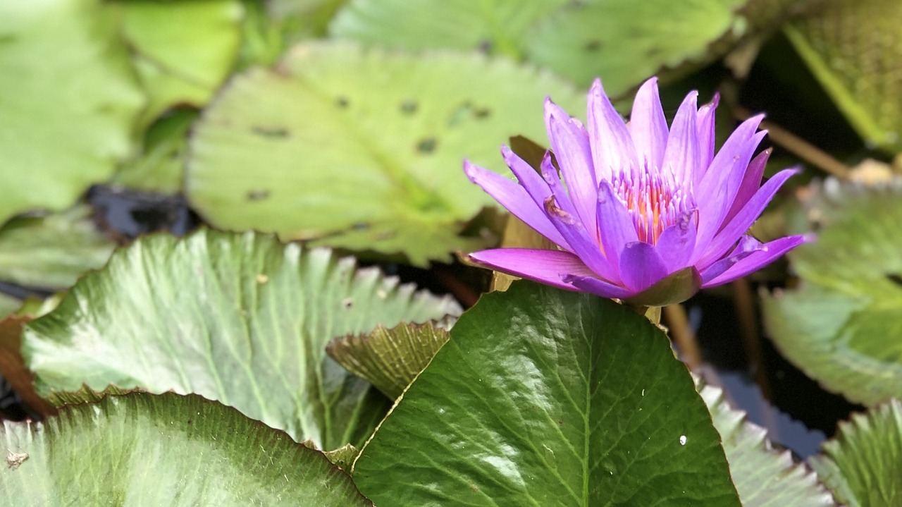 nature plant lotus free photo