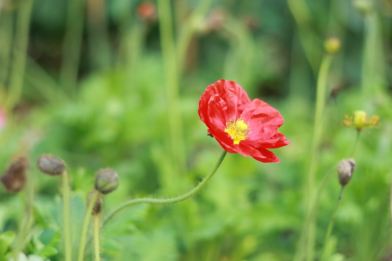 nature flower plant free photo