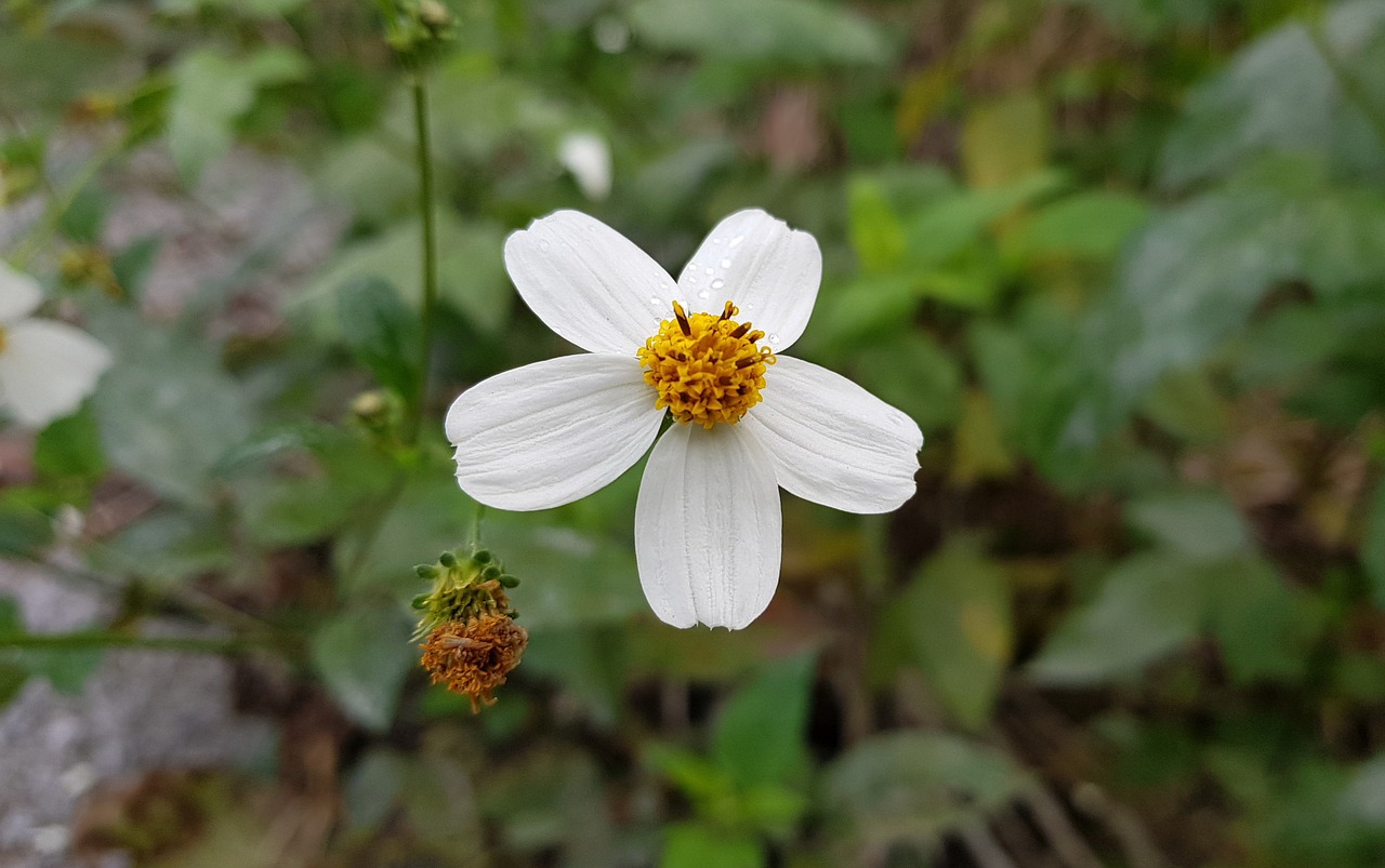 nature plant flower free photo