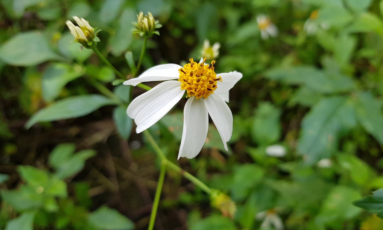 nature summer outdoor free photo