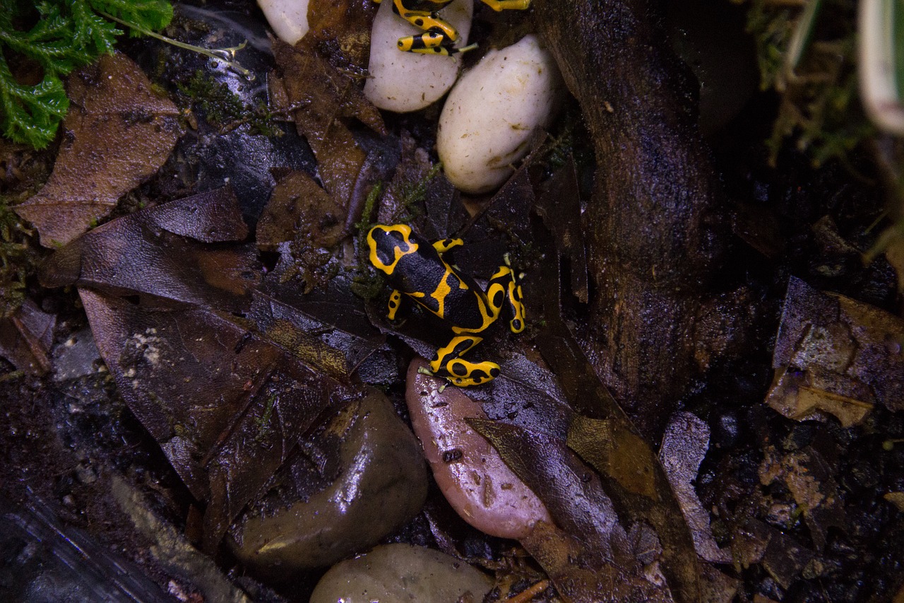 nature frog dart frog free photo