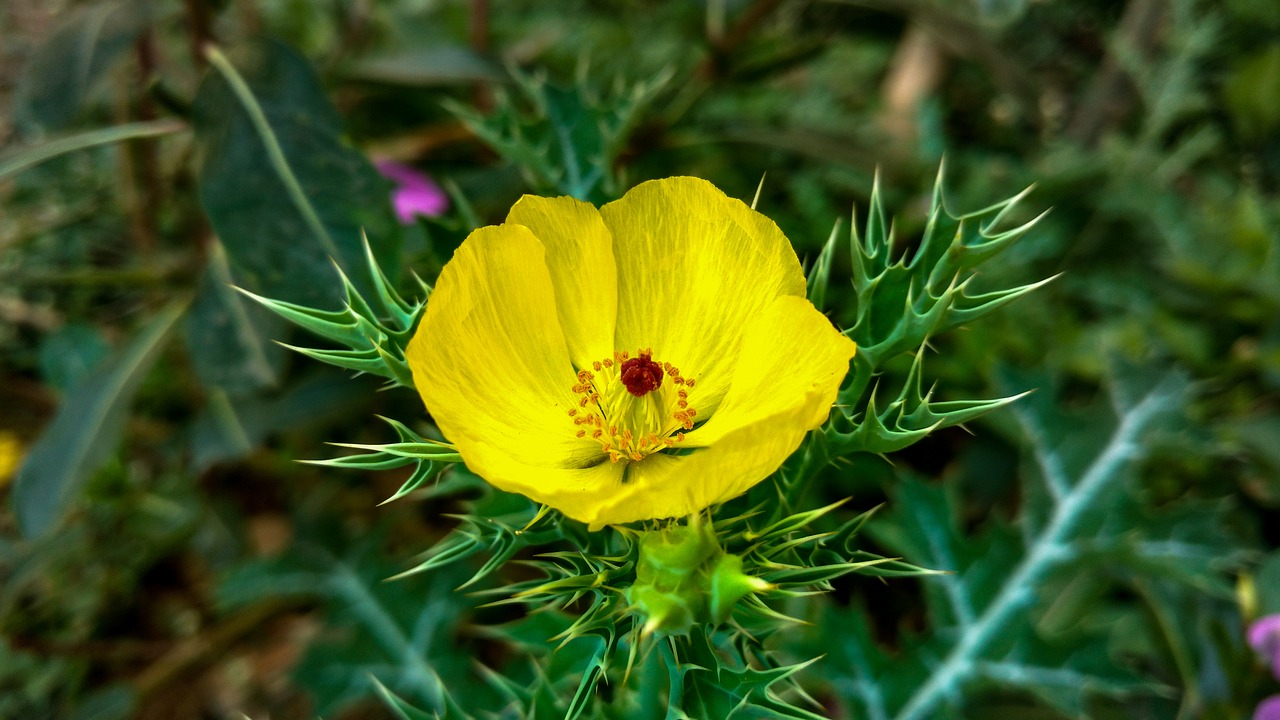 nature flower leaf free photo