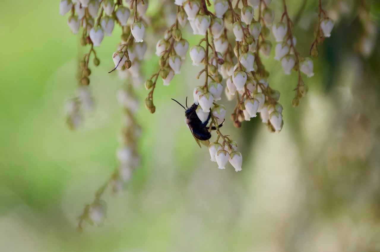 nature insect outdoors free photo