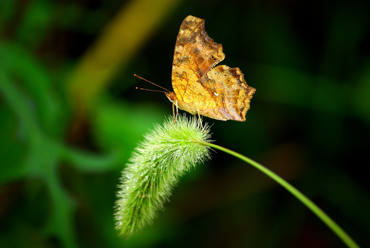 nature butterfly insects free photo