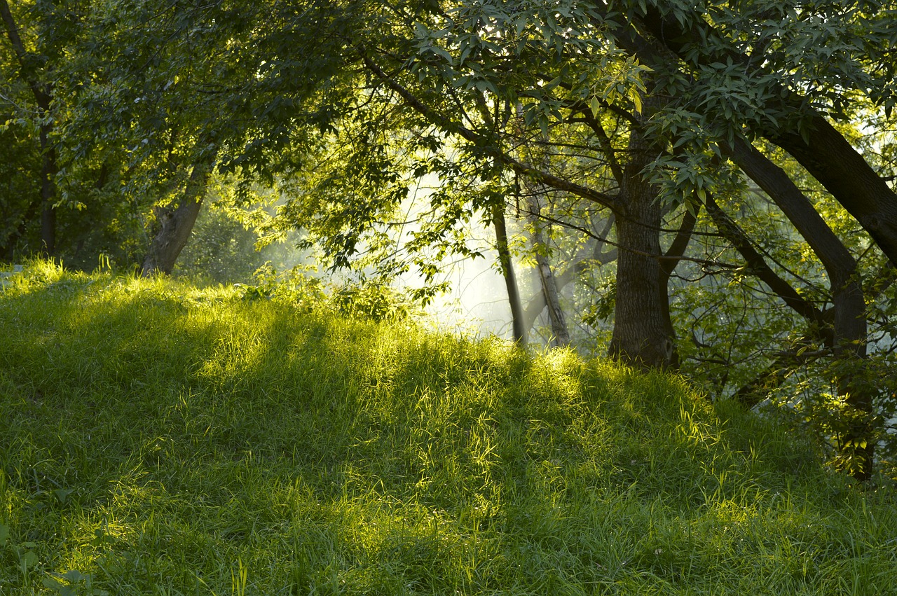 nature tree wood free photo