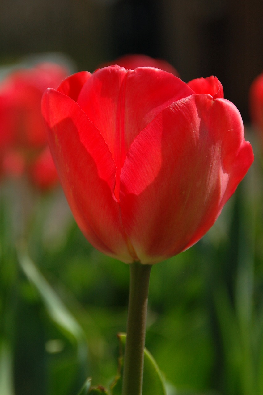 nature plant tulip free photo