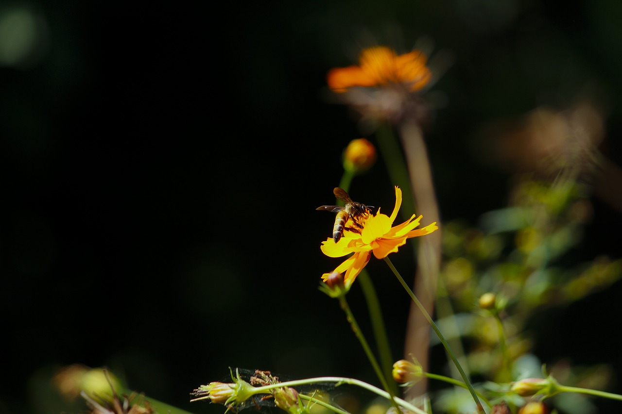 nature insect flower free photo