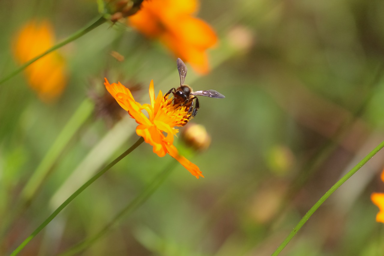 nature insect outdoors free photo