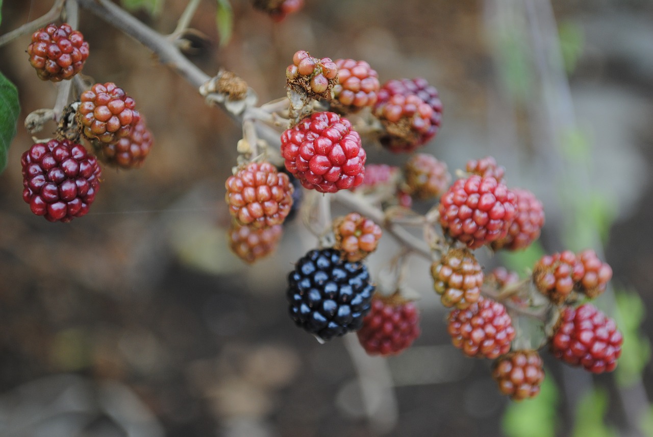 nature fruit food free photo