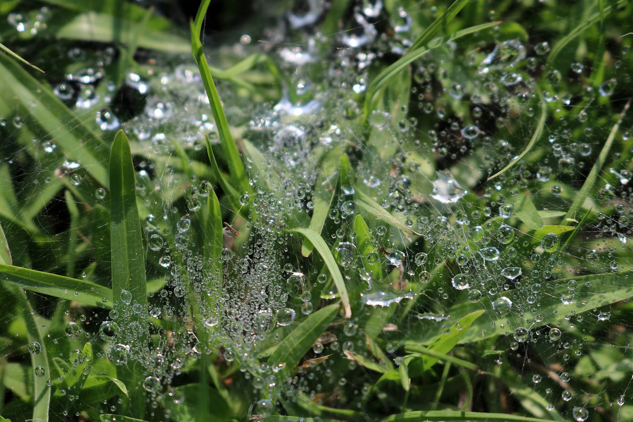 nature drop dew free photo