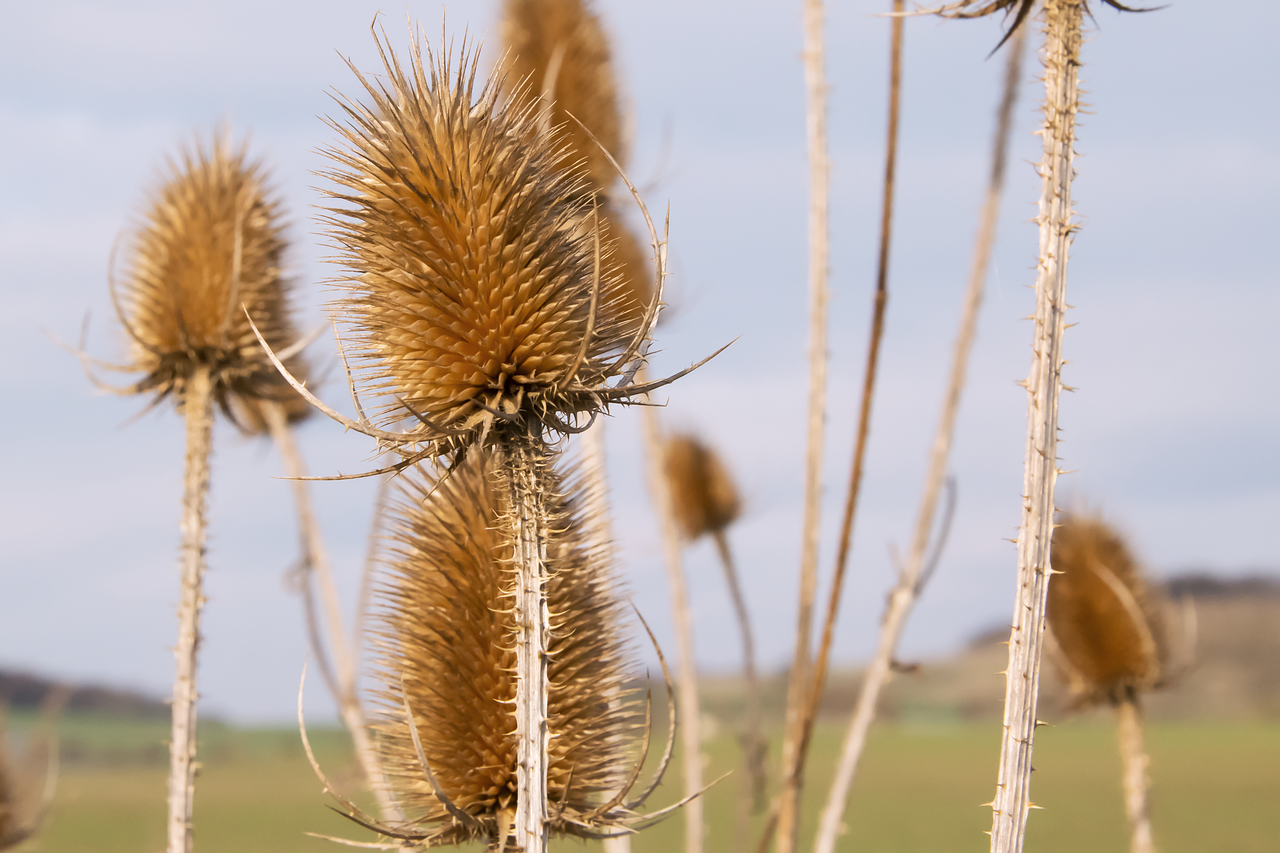 nature spring field free photo