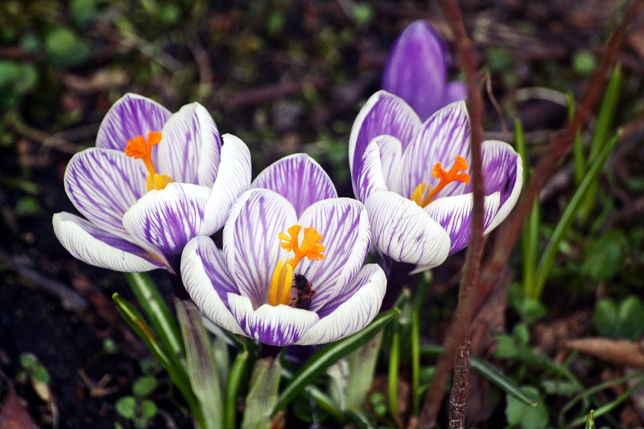 nature flower plant free photo