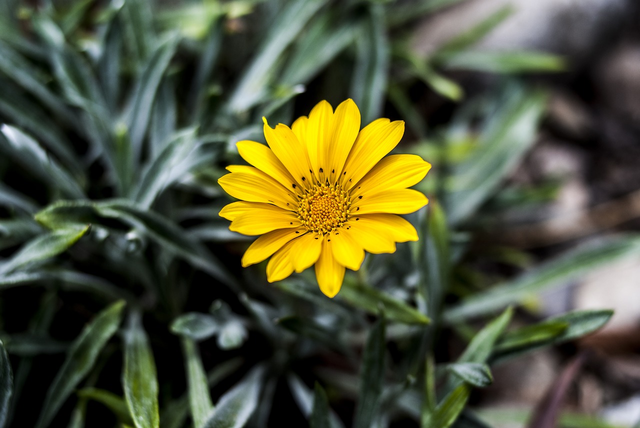 nature plant summer free photo