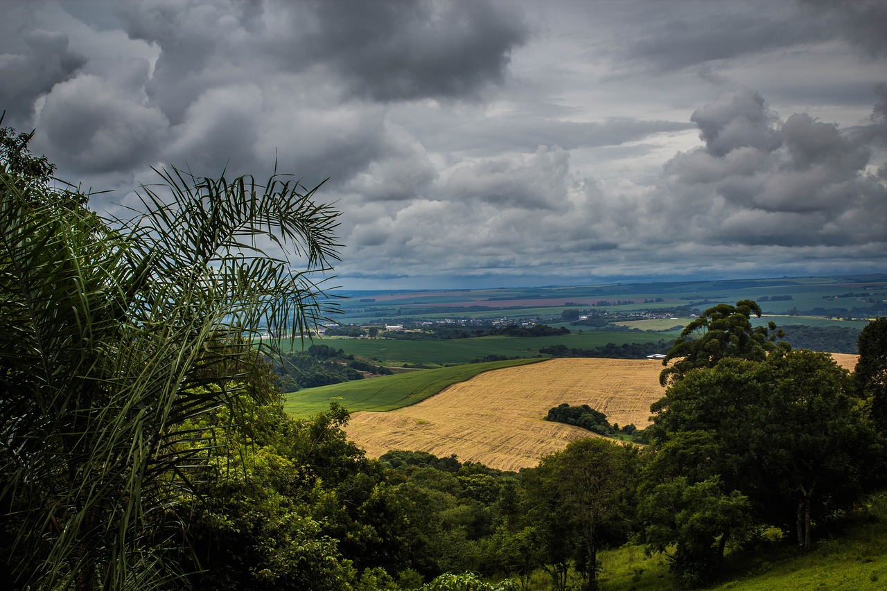 nature tree widescreen free photo