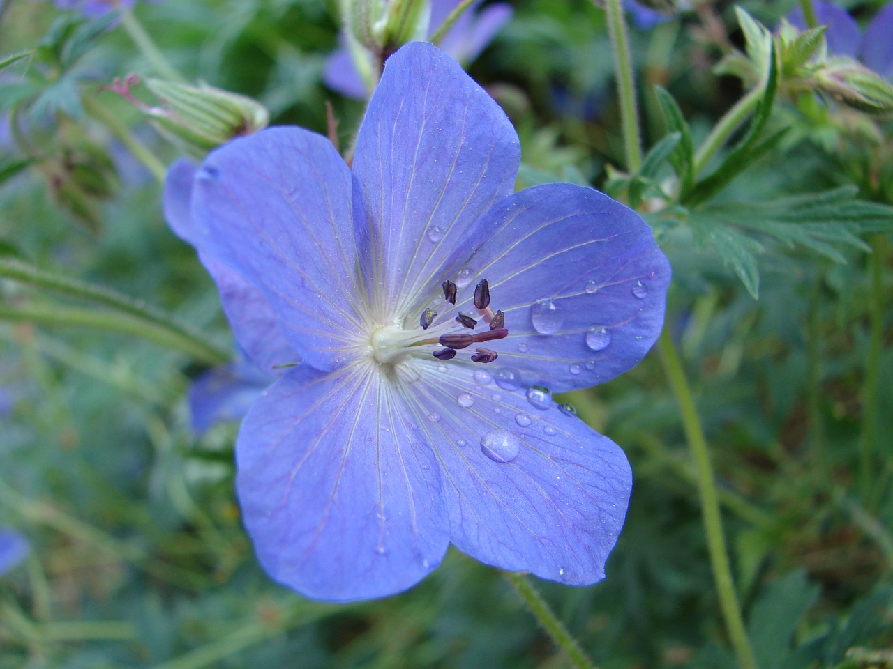 nature flower flora free photo