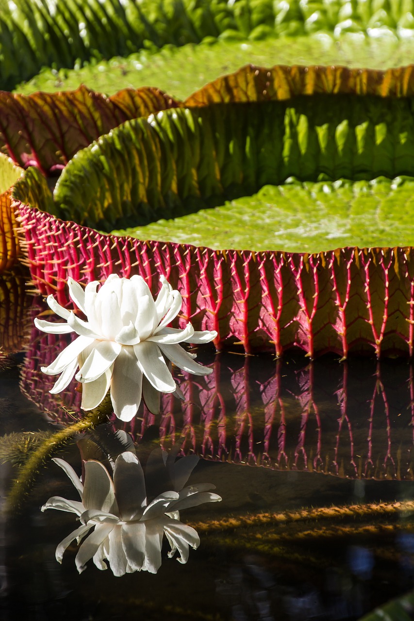 nature pond water lily free photo
