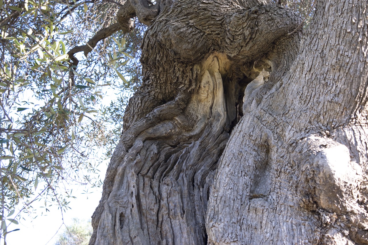 nature tree wood free photo