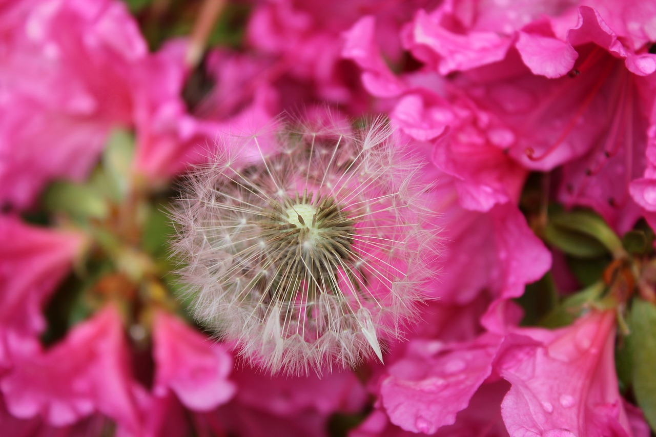 nature flower flora free photo