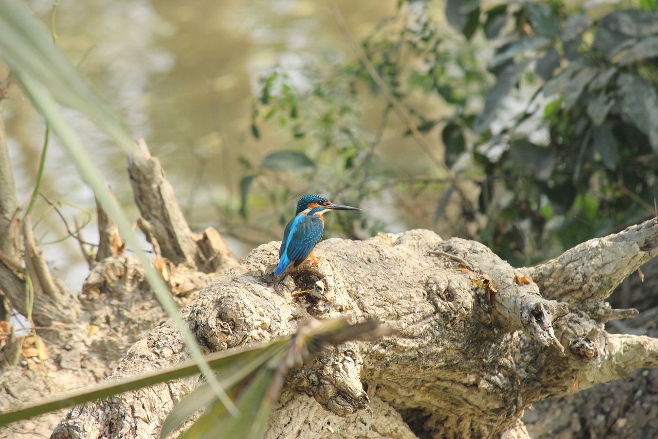 nature bird animal free photo