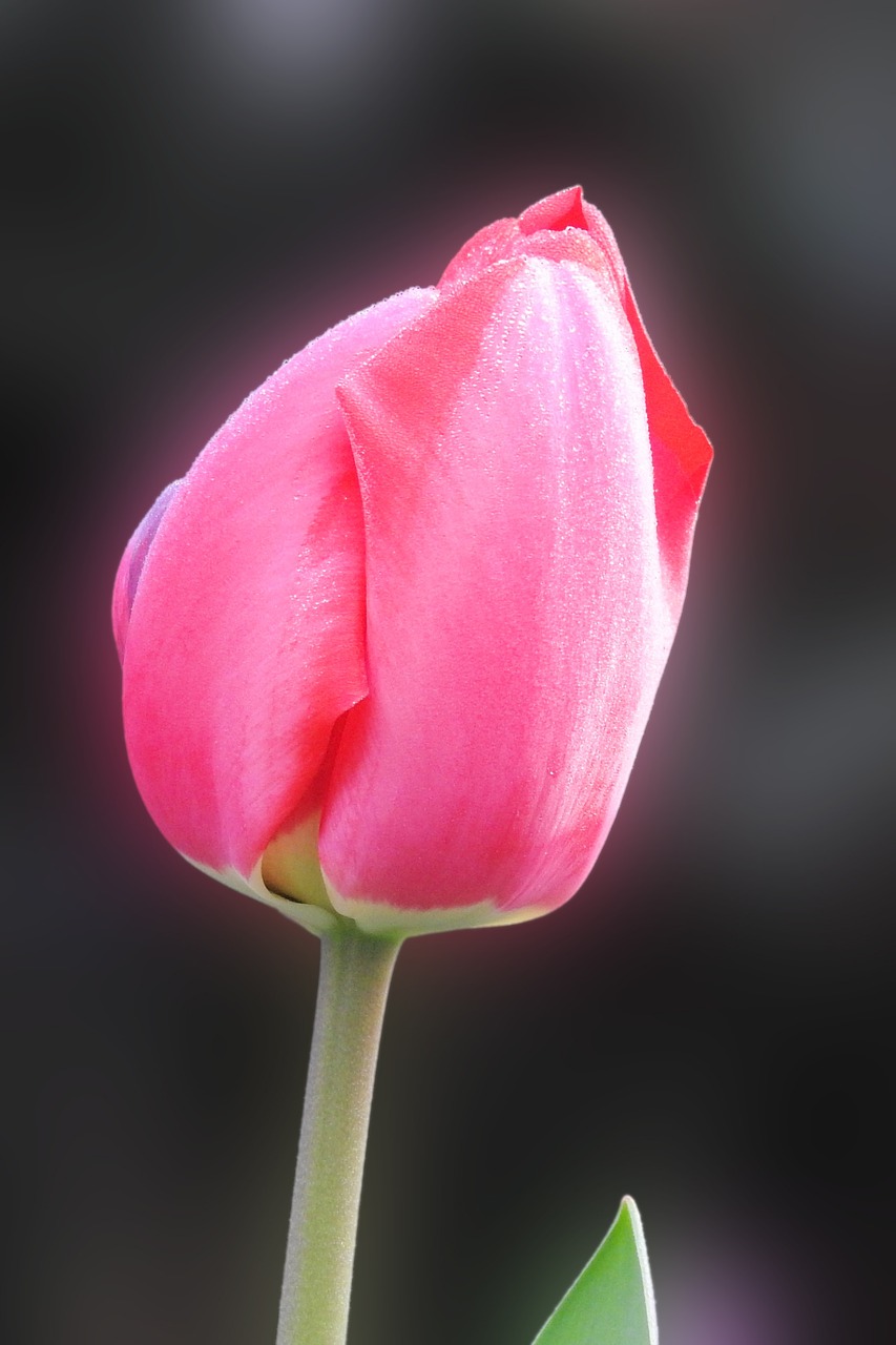 nature flower tulip free photo