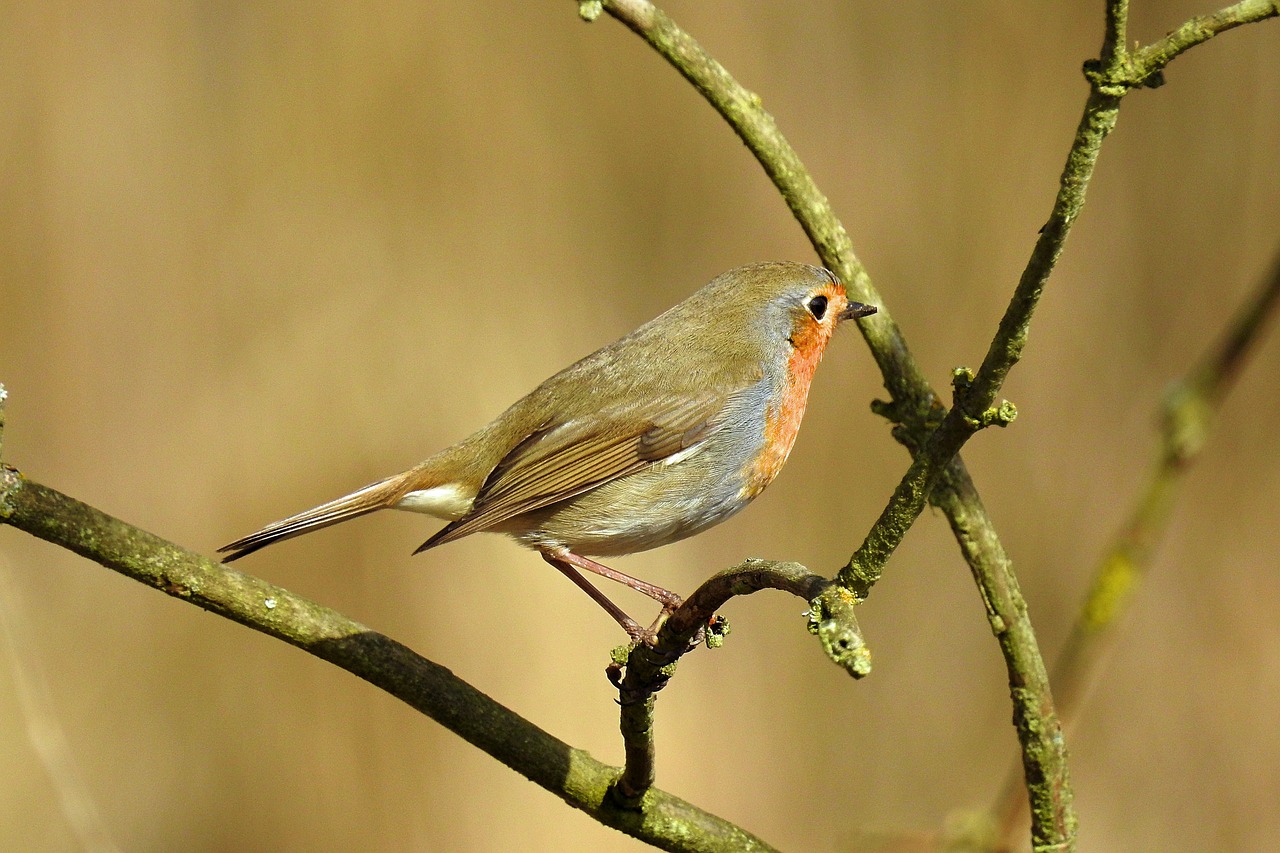 nature birds tree free photo