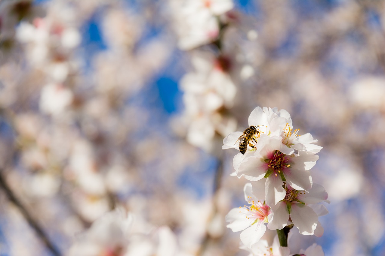 nature flower season free photo