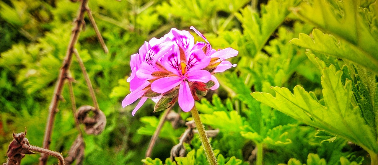 nature plant summer free photo